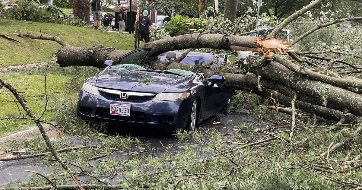 Fallen trees causing chaos, delays across the DMV area | FOX 5 DC