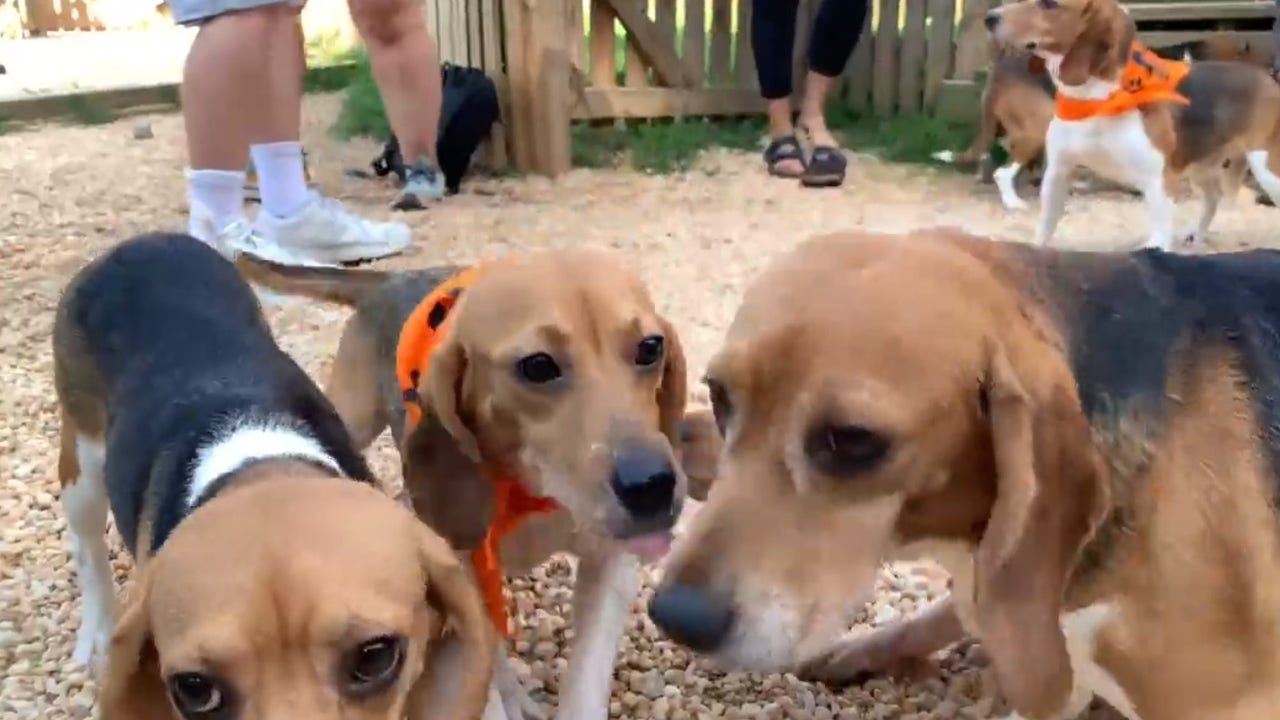 Rescued beagles await new homes at animal shelter in Fairfax Rescued beagles await new homes at animal shelter in Fairfax