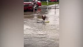 VIDEO: Chicken takes ride on boogie board over West Virginia floodwaters