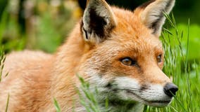 Fox attacks multiple people in Frederick County