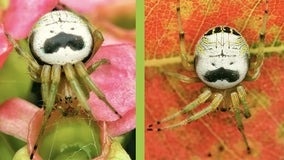 Un'can'ny resemblance: See why Pringles wants this spider renamed