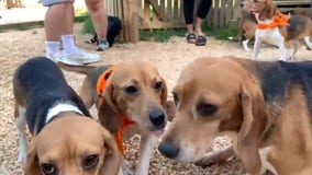 Rescued beagles await new homes at animal shelter in Fairfax