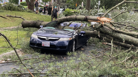 Fallen trees causing chaos, delays across the DMV area