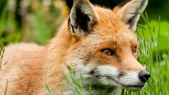 Fox attacks multiple people in Frederick County