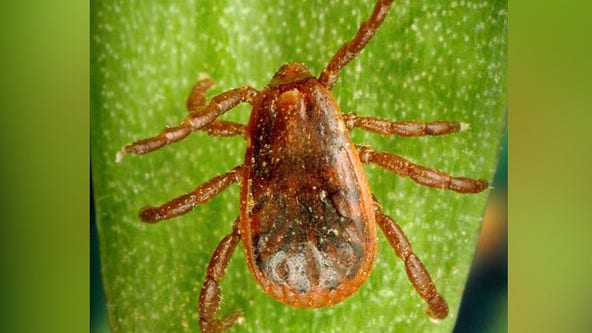 Tick bites and lyme disease: How to recognize them and tips to prevent