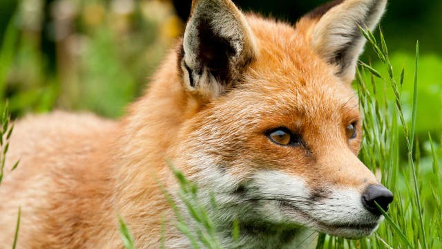 Fox attacks multiple people in Frederick County