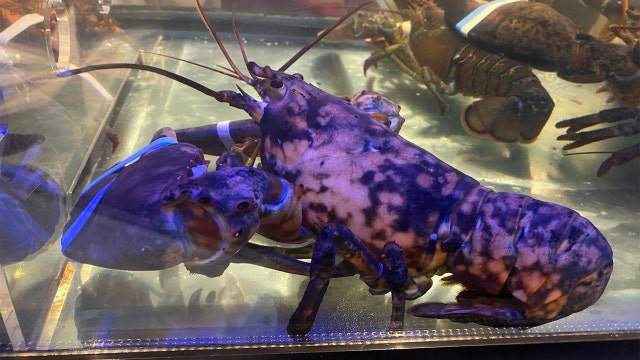 Freckles, rare calico lobster rescued from Manassas Red Lobster, dies at Virginia museum