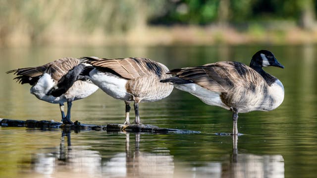 Group of boys accused of killing Canada goose in private Rockville community