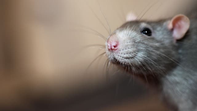 How to keep rats away from your home without traps or poison