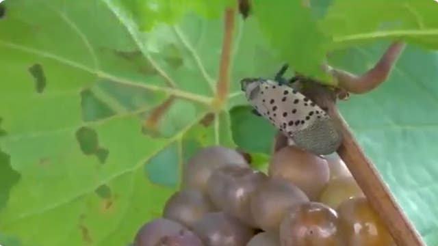 Spotted lanternflies are back in the D.C. area — here’s how to spot and stop them