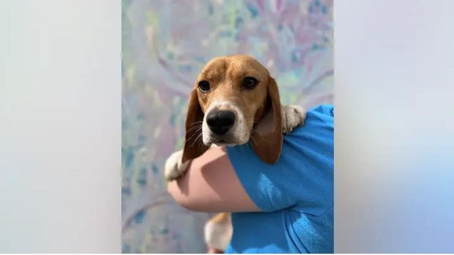 A-legal-complaint-filed-against-the-Envigo-breeding-facility-in-Cumberland-Va.-led-to-the-freeing-of-approximately-4000-beagles..jpg