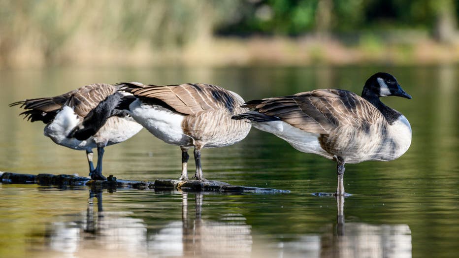 is it a federal offense to kill a canadian goose