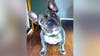 French Bulldog stolen at gunpoint in DC found dead, owner says