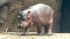 Meet Fritz: Cincinnati Zoo names baby hippo, brother to Fiona