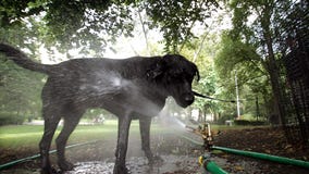 How to keep your pets safe during extreme heat