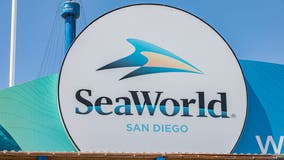 SeaWorld San Diego's 20-year-old killer whale Nakai dies after infection