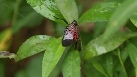 Invasive spotted lanternfly found in Loudoun County