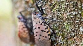 Virginia researchers using dogs to help sniff out invasive spotted lanternflies