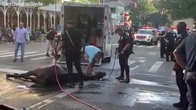 Officers jump in to help after carriage horse collapses on NYC street