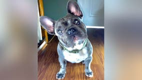 French Bulldog stolen at gunpoint in DC found dead, owner says