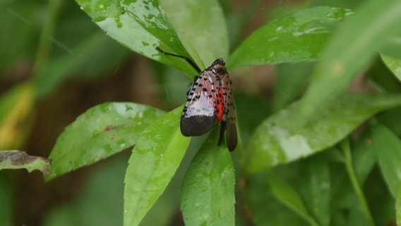 Invasive spotted lanternfly found in Loudoun County