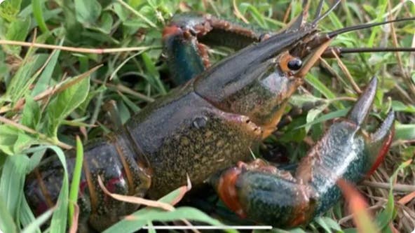 See the invasive Australian crawfish discovered in Texas