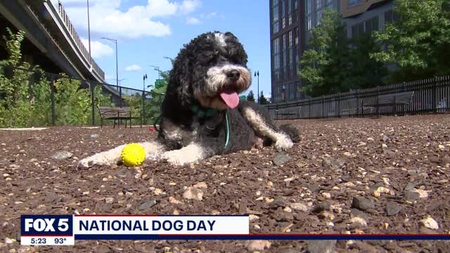 It's National Dog Day and we're celebrating the pups in our lives!