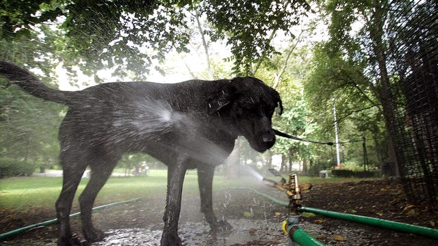 How to keep your pets safe during extreme heat
