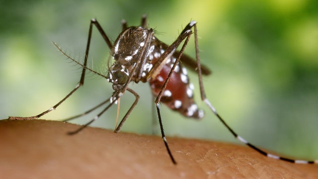 Avoiding Tiger Mosquitos: What you need to know