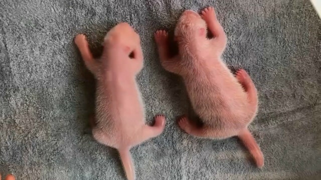 Giant panda twins born in China as vulnerable species struggles to survive