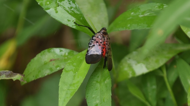Invasive spotted lanternfly found in Loudoun County