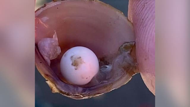 Maryland middle schoolers find rare pearl inside freshwater clam