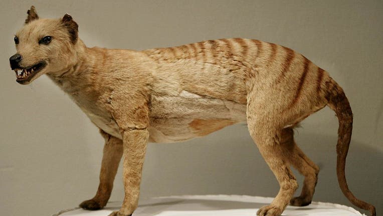 A Tasmanian tiger (Thylacine), which was declared