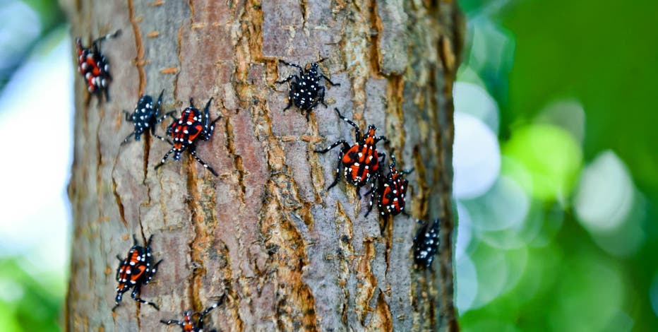 Invasive spotted lanternfly invades Wicomico County, Maryland