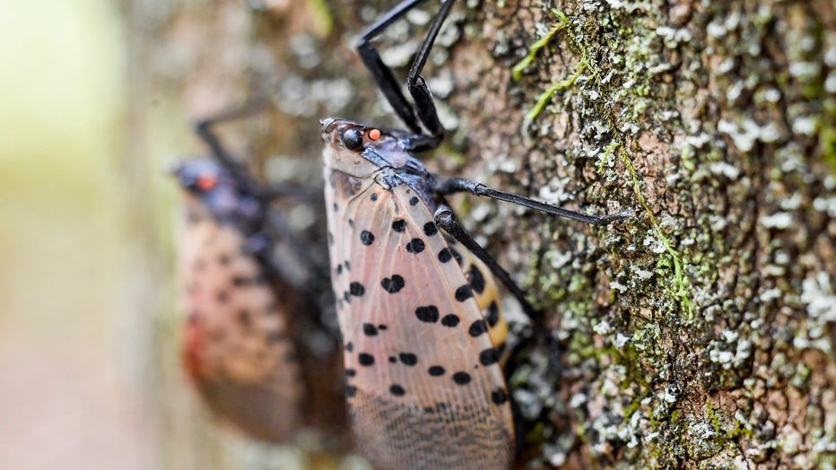 Invasive spotted lanternfly invades Wicomico County, Maryland