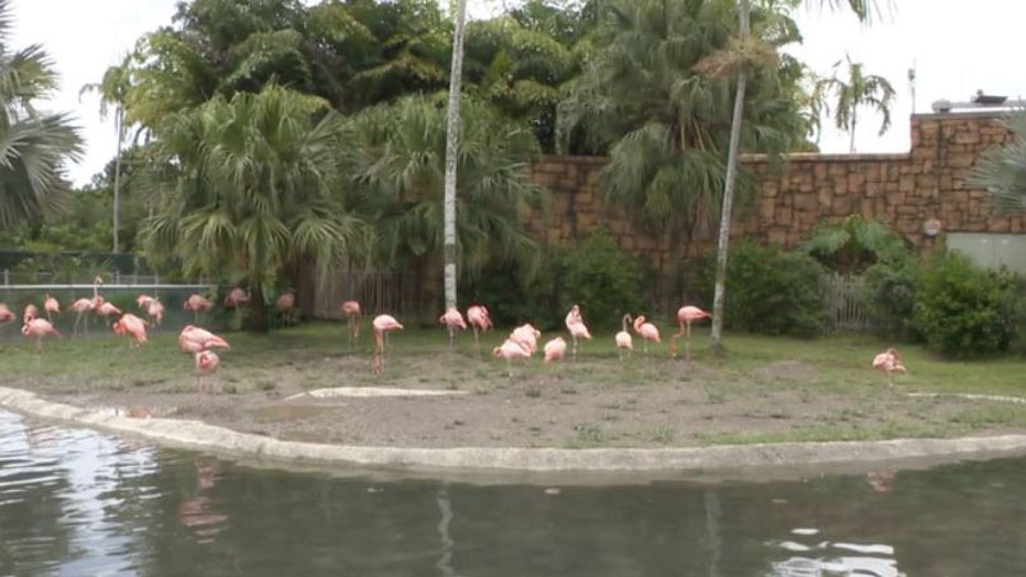 c4bb9196-Miami-Zoo-flamingos-exhibit.jpg