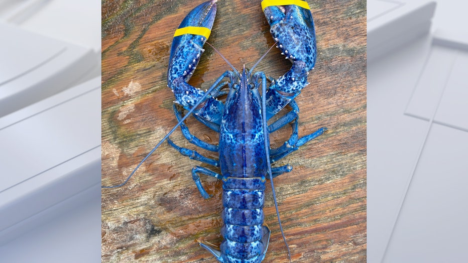 Blue lobster