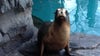 Sea lion dies at Smithsonian’s National Zoo