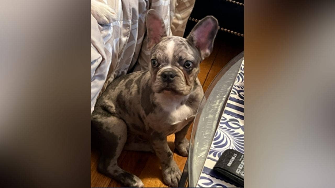 French Bulldog stolen from Georgetown hotel room; Police search for suspect