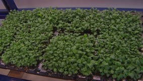 Vertical farming uses technology to grow produce without sunlight