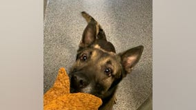 K-9 dies inside DC police cruiser