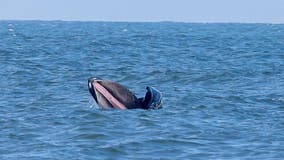 PHOTOS: Whales spotted at Assateague State Park