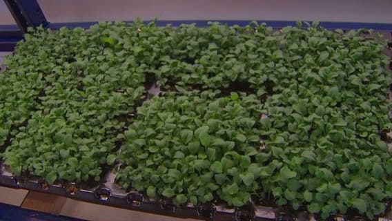 Vertical farming uses technology to grow produce without sunlight