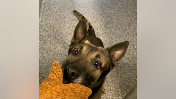 K-9 dies inside DC police cruiser