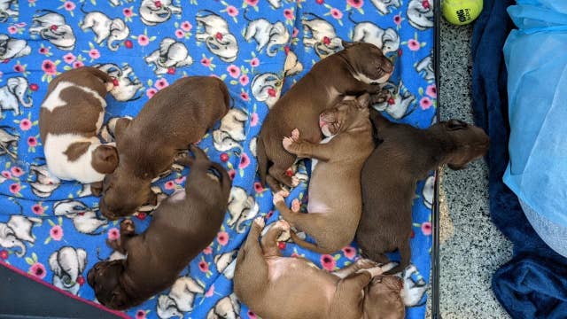 Reward offered for information on puppies stolen from DC foster home