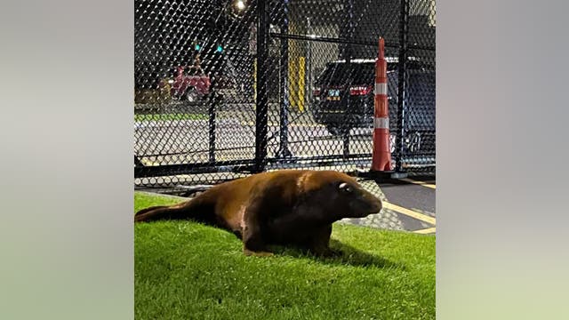 Seal wanders into Massachusetts police station