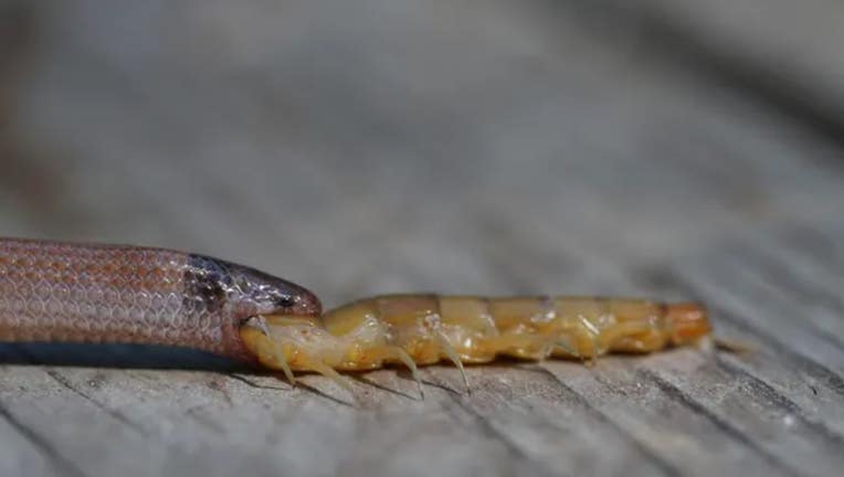 snake-centipede-2.jpg