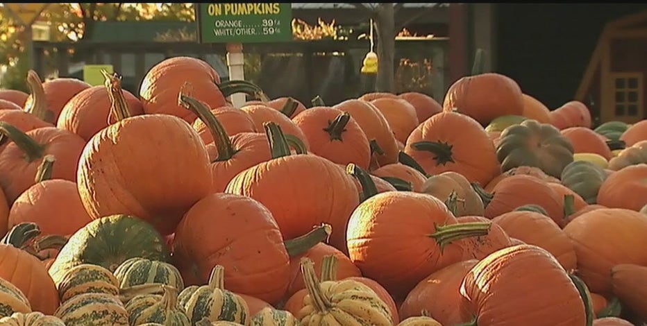 Its beginning to feel a lot like fall: 5 places to go in the DC area for pumpkin patches, farms, and more