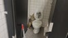 Video: Coyote removed from middle school bathroom after sneaking inside