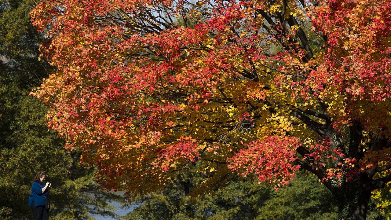 来自美国的马里兰州的这条路是观赏秋叶的最佳去处之一